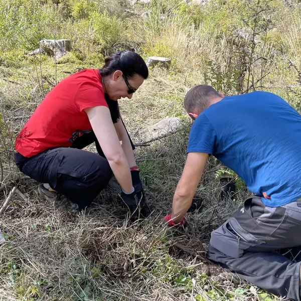 Tree planting in Val di Fiemme, september 2025