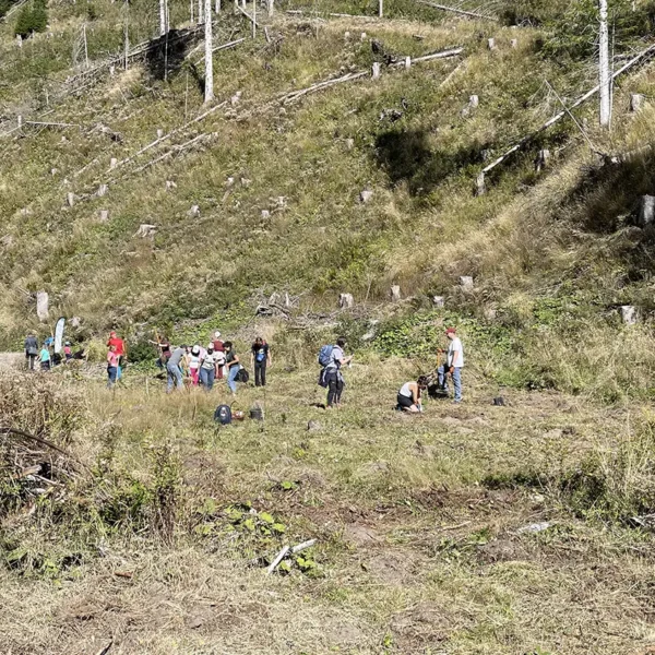 Tree planting in Val di Fiemme, september 2025
