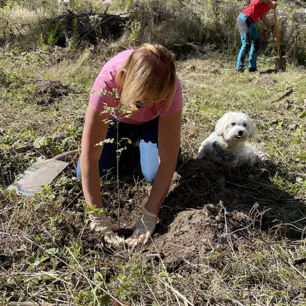 Tree planting in Val di Fiemme, september 2025