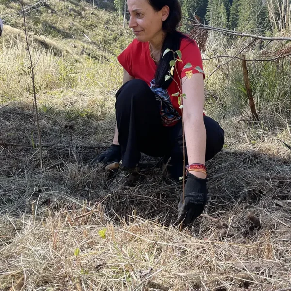 Tree planting in Val di Fiemme, september 2025