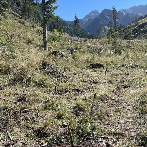 Tree planting in Val di Fiemme, september 2025