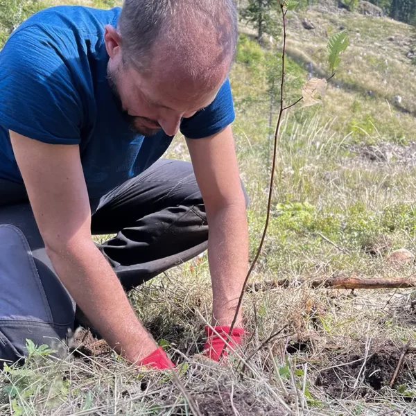 Tree planting in Val di Fiemme, september 2025