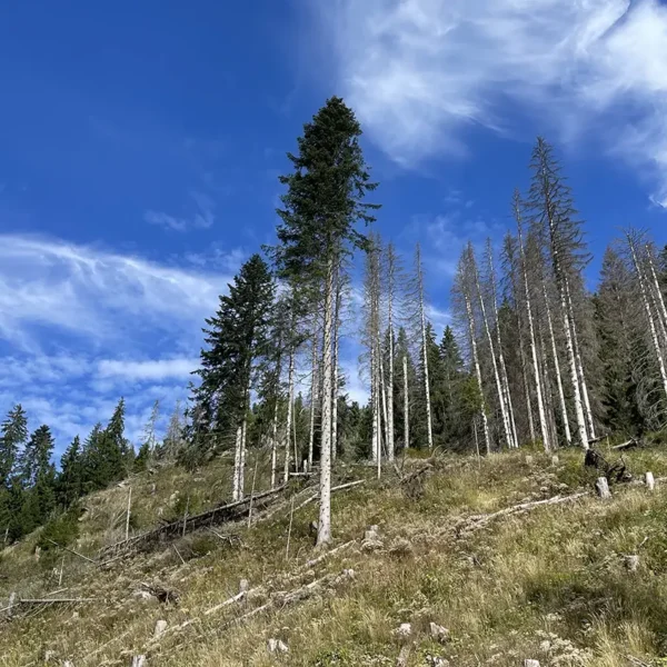 Tree planting in Val di Fiemme, september 2025