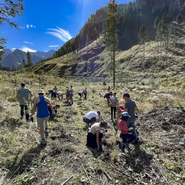 Tree planting in Val di Fiemme, september 2025