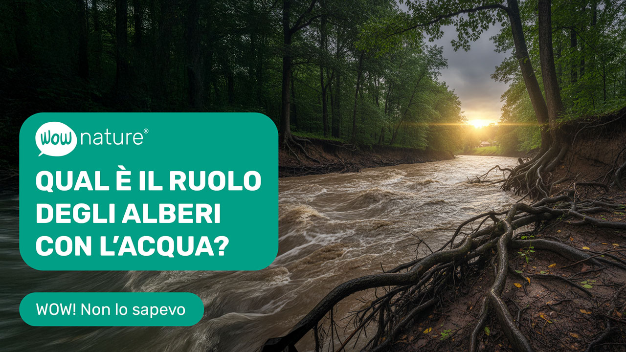 Qual è il ruolo degli alberi con l'acqua?