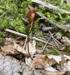Proteggi una foresta