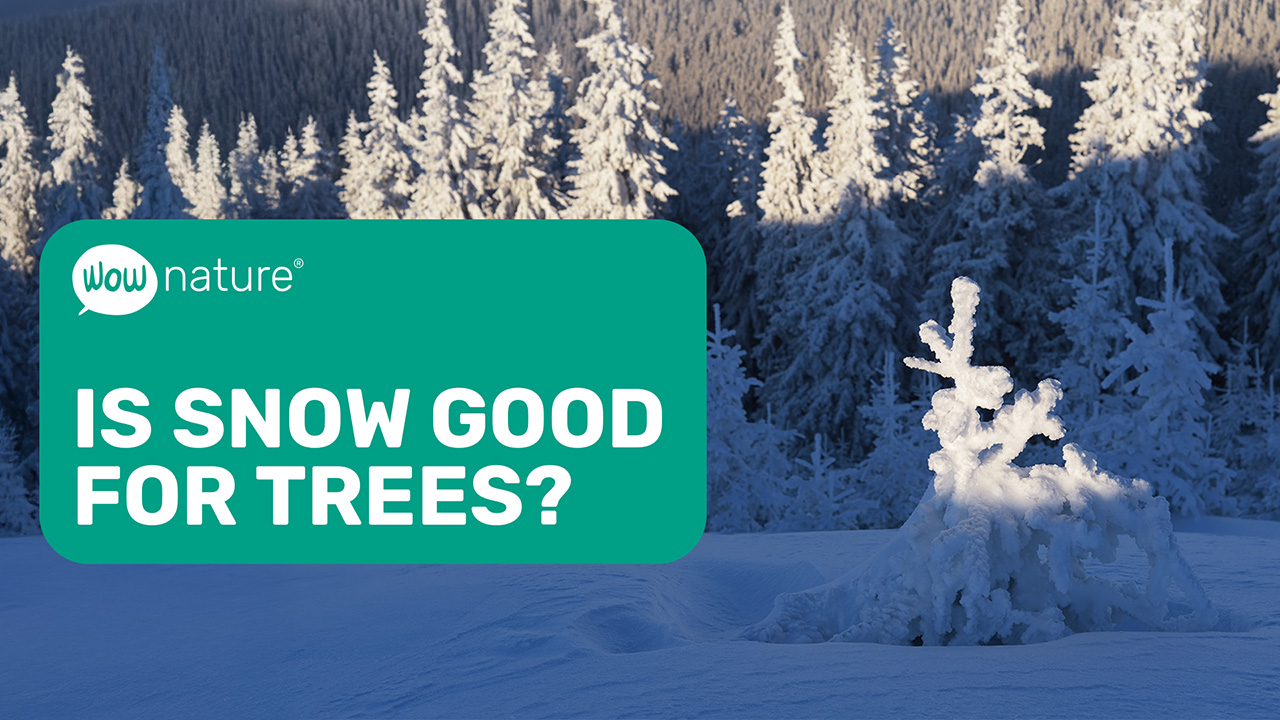 Is snow good for trees?