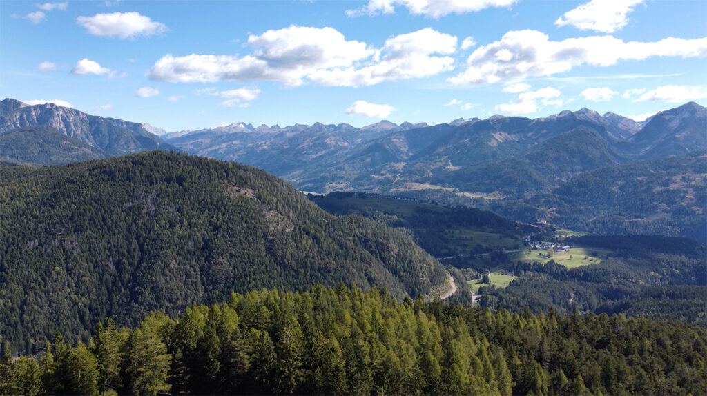 Quali alberi assorbono più CO2