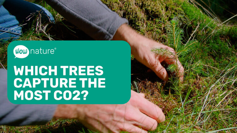 Wich trees capture the most co2?