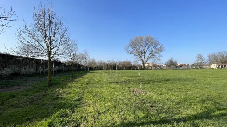 Impianto di alberi a Villa Roberti