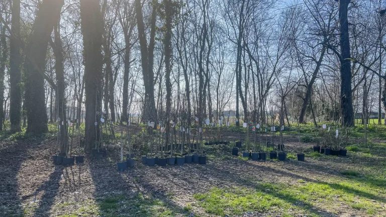 Impianto di alberi a Villa Roberti