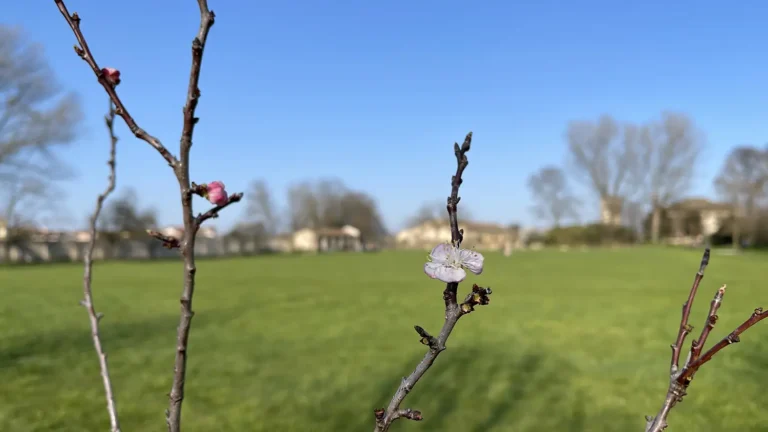 Impianto di alberi a Villa Roberti