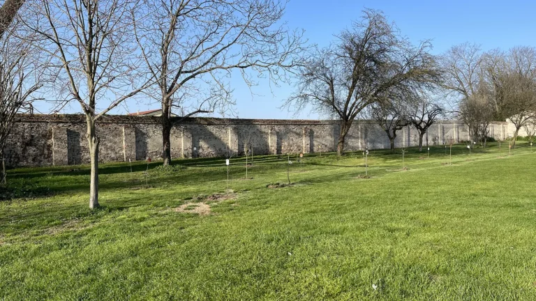 Impianto di alberi a Villa Roberti