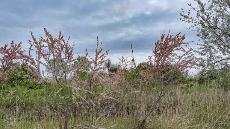 1WOWnature_evento Lio Piccolo 11.04.2026-11