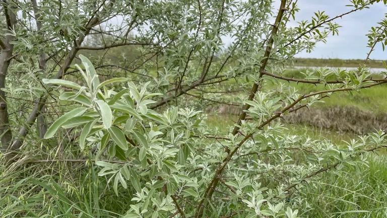 1WOWnature_evento Lio Piccolo 11.04.2026-12