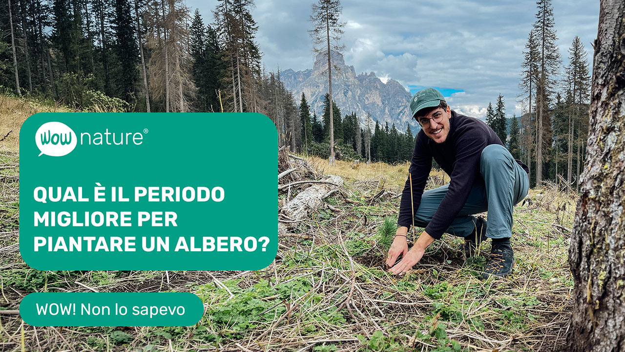 Qual è il periodo migliore per piantare un albero?