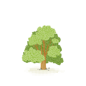 Sycamore Maple