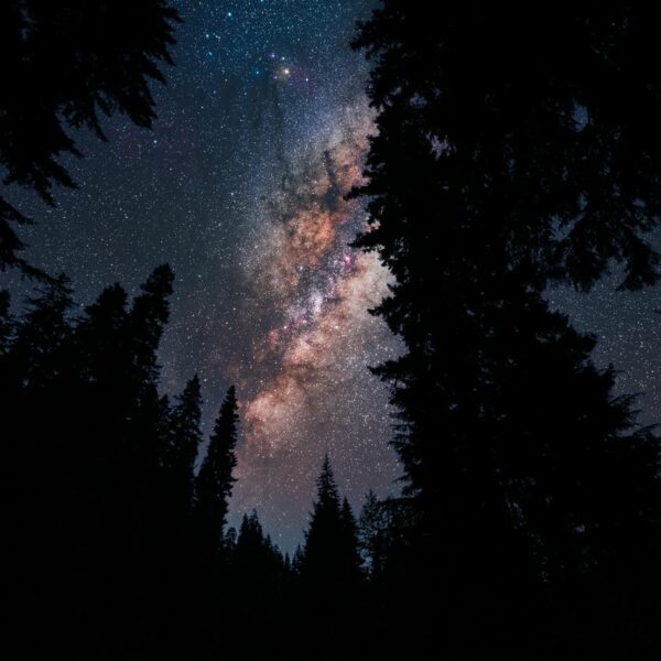 la foresta delle stelle wownature