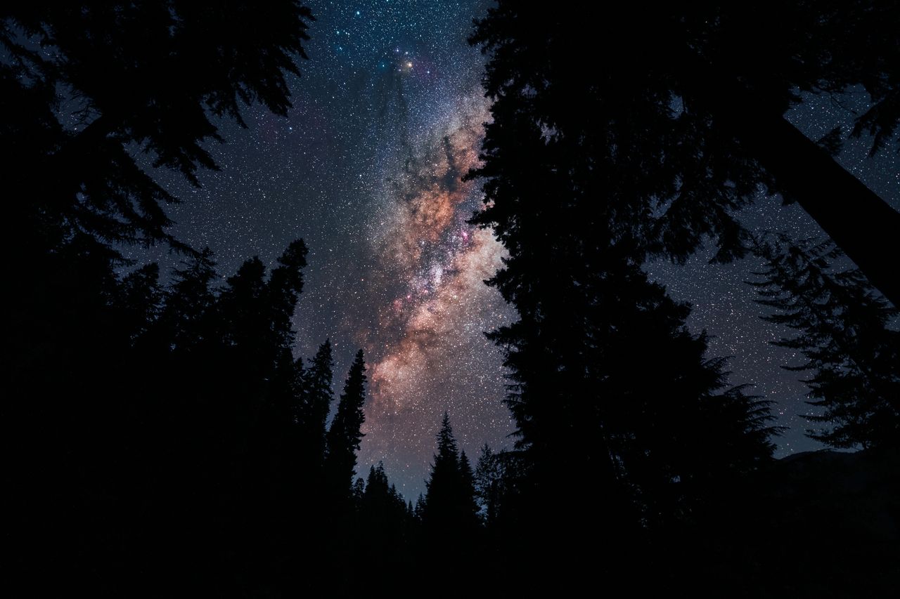 la foresta delle stelle wownature