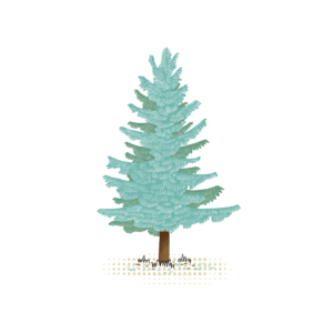 Spruce