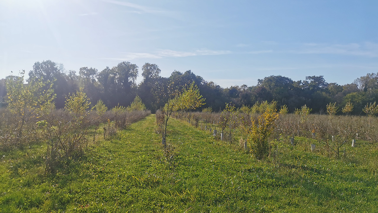 Aggiornamenti da Bosco Nico