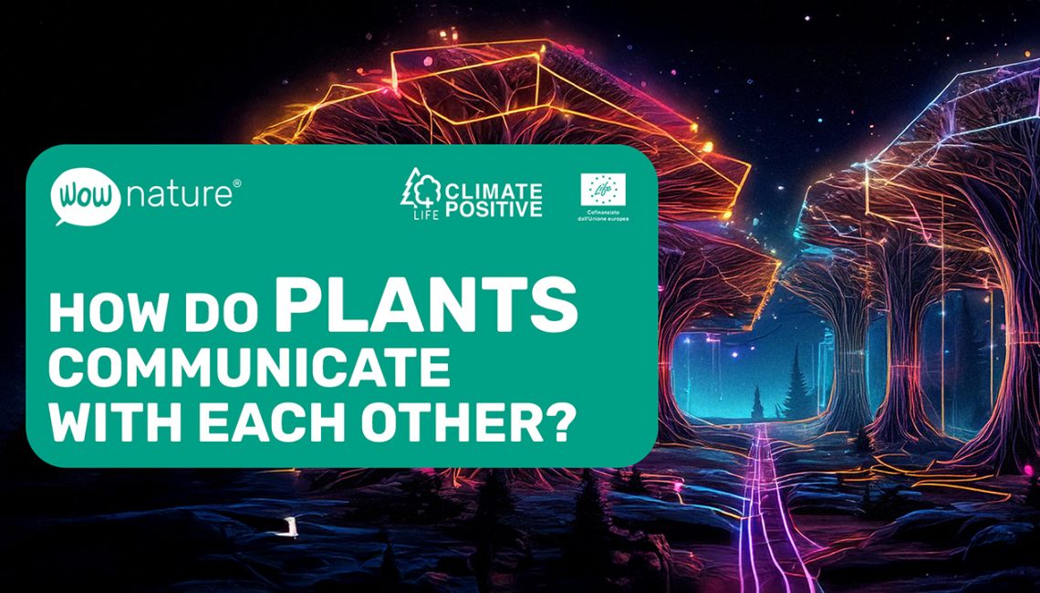 How do plants communicate with each other?