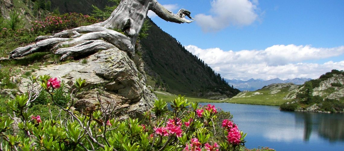 Evento Into the WOW - Esplora e proteggi le Orobie Valtellinesi con WOWnature