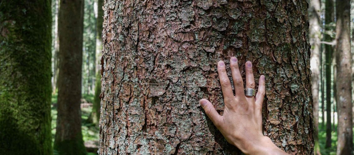 Perchè gli alberi sono importanti Perchè gli alberi sono importanti