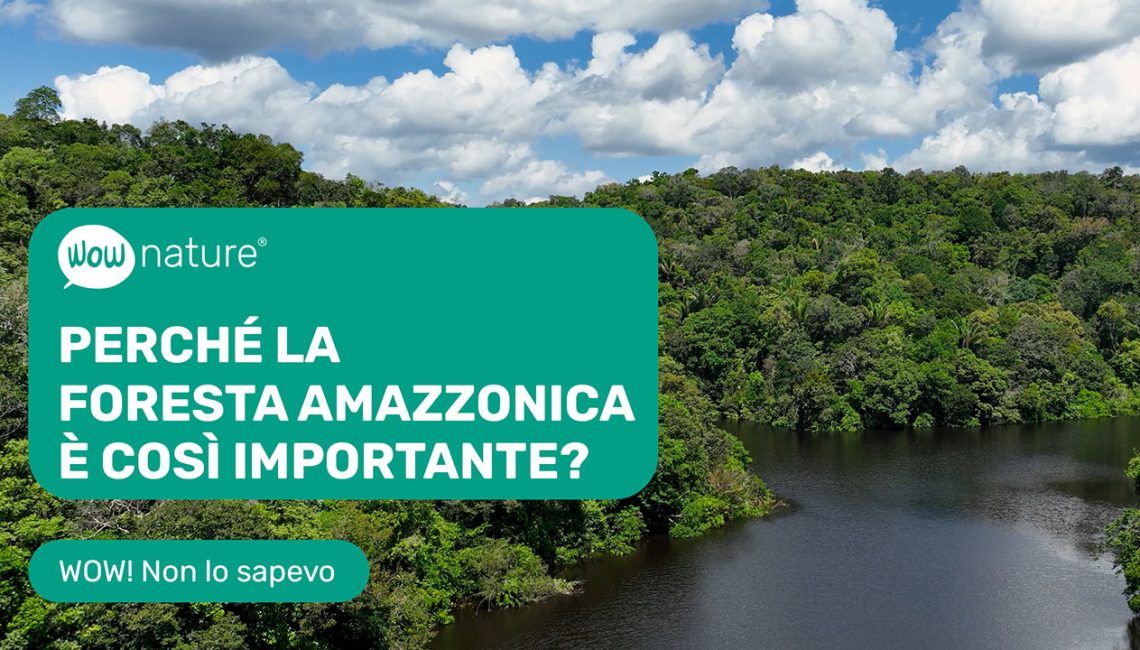 Perchè la foresta amazzonica è così importante? Perchè la foresta amazzonica è così importante?