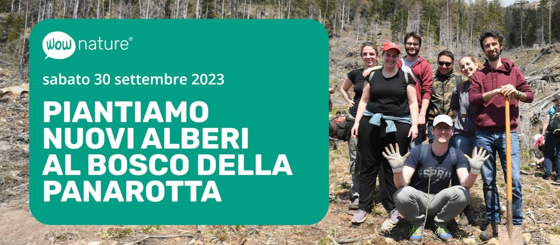 Pianta un albero al Bosco della Panarotta con WOWnature 30 settembre