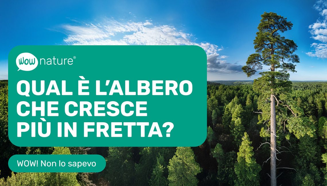 Qual è l’albero che cresce più in fretta Qual è l'albero che cresce più in fretta