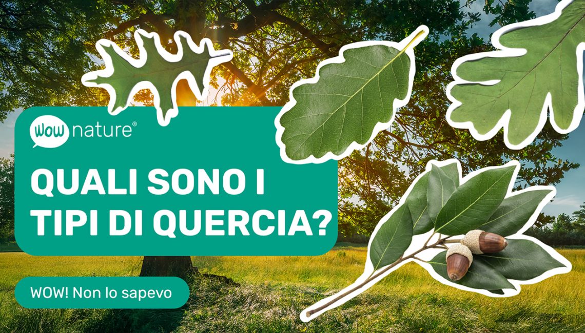 Quali sono i tipi di quercia? Quali sono i tipi di quercia?