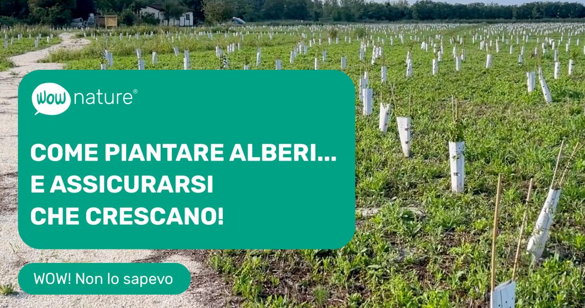 Copertina articolo Come piantare gli alberi...e assicurarsi che crescano