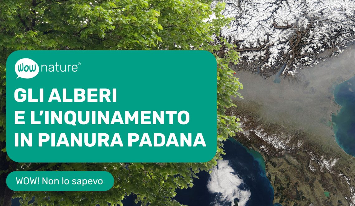 WOWnature_video_inquinamento_pianura_padana_alberi