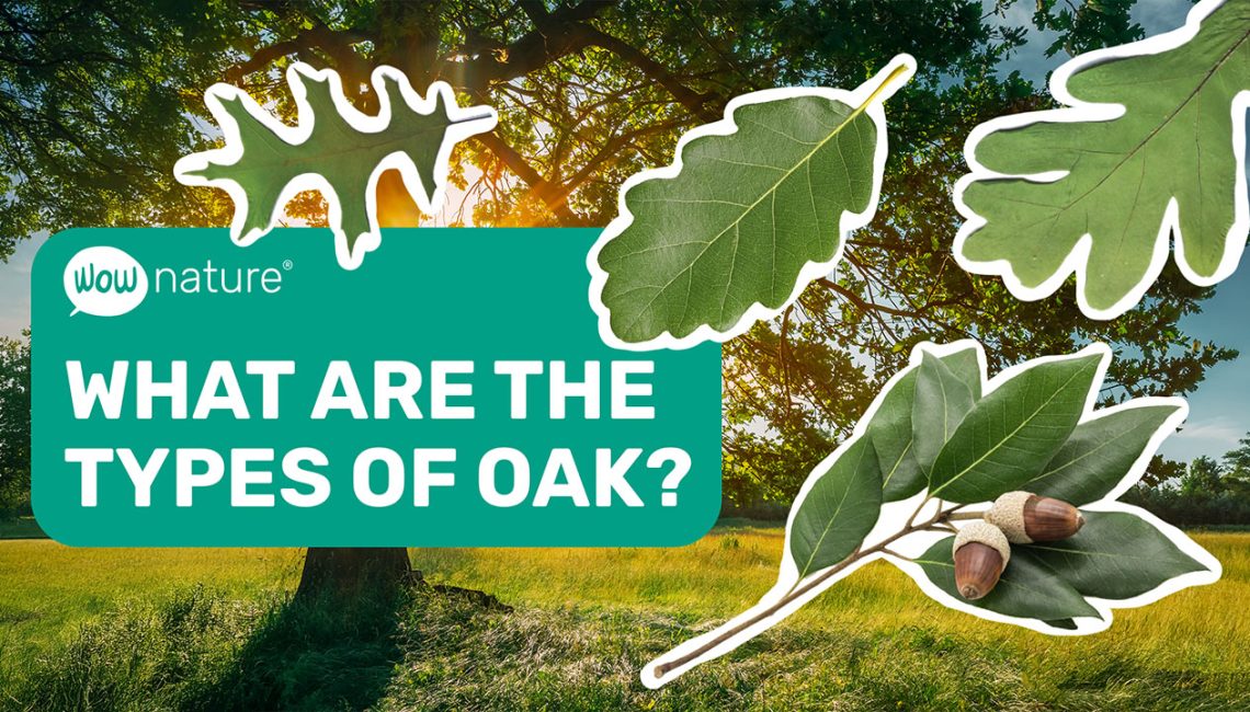 What are the types of oak? What are the types of oak?