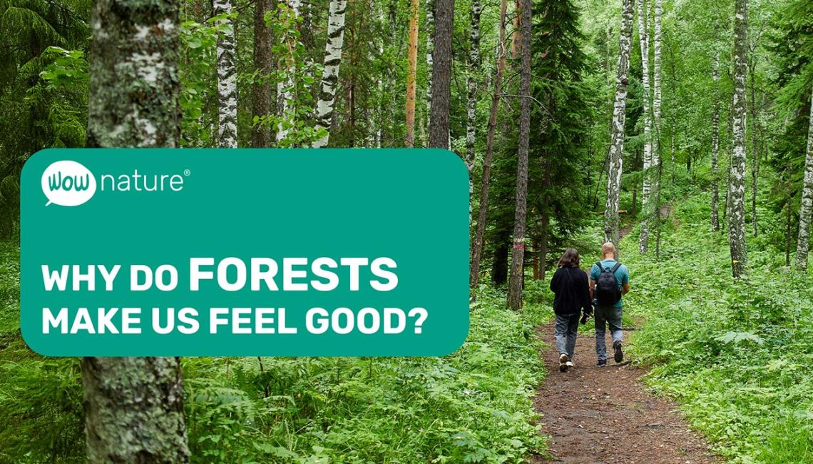 Why do forests make us feel good?