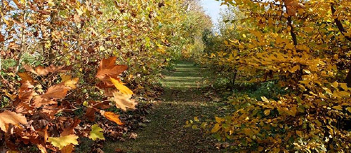 bosco limite autunno bosco limite autunno