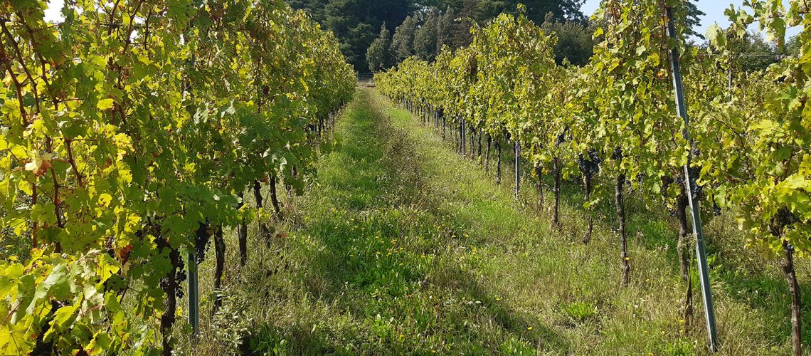 gallery-bosco-delle-vigne-1