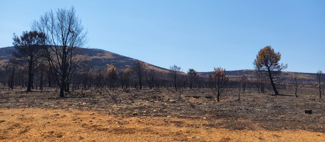 proteggi-foreste-incendi-wownature proteggi-foreste-incendi-wownature