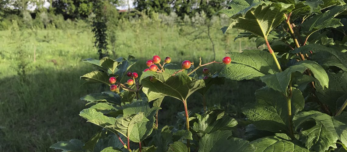 wownature-bosco-della-molina2