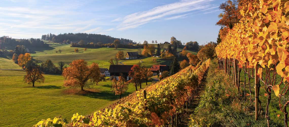 yellow leaf plant lot near a green field during daytime foglie autunno